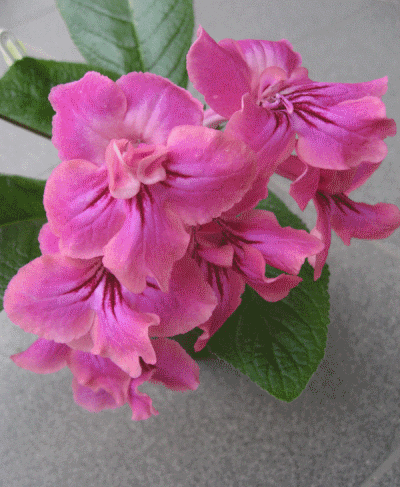 dimetris.com.ua:альбомы:жилина_светлана:bristols_very_berry.jpg