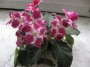 dimetris.com.ua:альбомы:жилина_светлана:crimson_ice.jpg