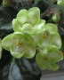 dimetris.com.ua:альбомы:жилина_светлана:emerald_love.jpg