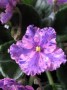 dimetris.com.ua:альбомы:жилина_светлана:flowerland_via_lactea.jpg