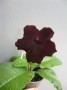 dimetris.com.ua:альбомы:жилина_светлана:grape_jelly.jpg