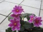 dimetris.com.ua:альбомы:жилина_светлана:icy_sunse_sorano.jpg