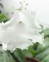 dimetris.com.ua:альбомы:жилина_светлана:lacy_snow.jpg