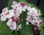 dimetris.com.ua:альбомы:жилина_светлана:macs_southern_springtime.jpg
