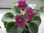 dimetris.com.ua:альбомы:жилина_светлана:midnight_plum.jpg
