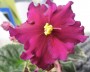 dimetris.com.ua:альбомы:жилина_светлана:midnight_plum_2.jpg