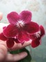 dimetris.com.ua:альбомы:жилина_светлана:miss_mable.jpg