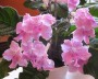dimetris.com.ua:альбомы:жилина_светлана:northwoods_frosted_pink.jpg
