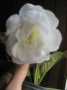 dimetris.com.ua:альбомы:жилина_светлана:white_bird.jpg