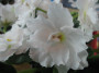 dimetris.com.ua:альбомы:натали_30:rhapsody_in_white.jpg