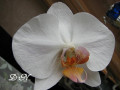 dimetris.com.ua:альбомы:натальяд:орхидея.jpg