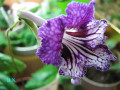 dimetris.com.ua:альбомы:натальяд:стрептокарпус_цф-жизель.jpg