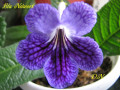dimetris.com.ua:альбомы:натальяд:стрептокарпус_blu_network.jpg