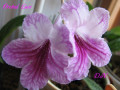 dimetris.com.ua:альбомы:натальяд:стрептокарпус_orchid_lace.jpg