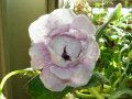 dimetris.com.ua:альбомы:рыбешка:глоксиния_сиреневый_туман.jpg