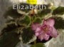 dimetris.com.ua:альбомы:тату:elizabeth.jpg