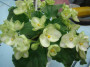 dimetris.com.ua:альбомы:юлия_черкассы:emerald_love.jpg