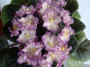 dimetris.com.ua:альбомы:юлия_черкассы:hawaiian_pearle.jpg