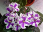 dimetris.com.ua:альбомы:diny721:mirthe.jpg