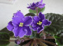 dimetris.com.ua:альбомы:diny721:velvet_frost.jpg