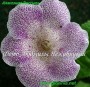 dimetris.com.ua:альбомы:gloxinia:алмазная_россыпь.jpg