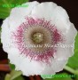 dimetris.com.ua:альбомы:gloxinia:глоксиния_white_spider.jpg