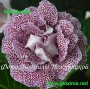 dimetris.com.ua:альбомы:gloxinia:клеопатра.jpg