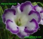 dimetris.com.ua:альбомы:gloxinia:король_гарольд.jpg