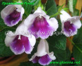 dimetris.com.ua:альбомы:gloxinia:полуминиатюрная_глоксиния_прохладный_ручей_california_minis.jpg