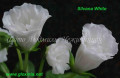 dimetris.com.ua:альбомы:gloxinia:полуминиатюрная_глоксиния_silvana_white.jpg