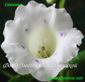 dimetris.com.ua:альбомы:gloxinia:снежана.jpg
