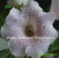 dimetris.com.ua:альбомы:gloxinia:эльб.jpg
