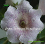 dimetris.com.ua:альбомы:gloxinia:эльб.jpg