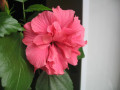 dimetris.com.ua:альбомы:kati:гибискус_малиновый.jpg