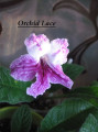 dimetris.com.ua:альбомы:kati:orchid_lace.jpg