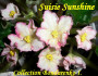 dimetris.com.ua:альбомы:kerol:suisie_sunshine.jpg
