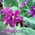 dimetris.com.ua:альбомы:lyo-liliya:phobos.jpg