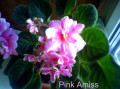 dimetris.com.ua:альбомы:lyo-liliya:pink_amiss.jpg