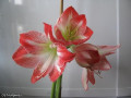 dimetris.com.ua:альбомы:osta:гиппеаструм_-amaryllis.jpg