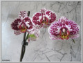 dimetris.com.ua:альбомы:osta:орхидейка.jpg