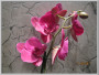 dimetris.com.ua:альбомы:osta:орхидея.jpg