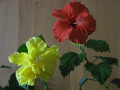 dimetris.com.ua:альбомы:petra:мои_первые_гибиски.jpg