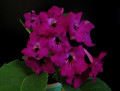 dimetris.com.ua:альбомы:petra:стрептокарпус_firebird.jpg