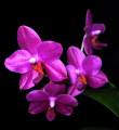 dimetris.com.ua:альбомы:petra:phal.sogo_grape.jpg