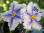 dimetris.com.ua:альбомы:precious:сенполия_grangers_hearts_desire.jpg