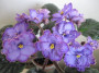 dimetris.com.ua:альбомы:svetulja:blue_dragon.jpg