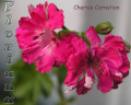 dimetris.com.ua:альбомы:sweet:cherise_carnation.jpg