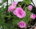 dimetris.com.ua:альбомы:sweet:lilac_rose.jpg