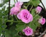 dimetris.com.ua:альбомы:sweet:lilac_rose.jpg