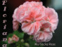 dimetris.com.ua:альбомы:sweet:marbacka_rose.jpg